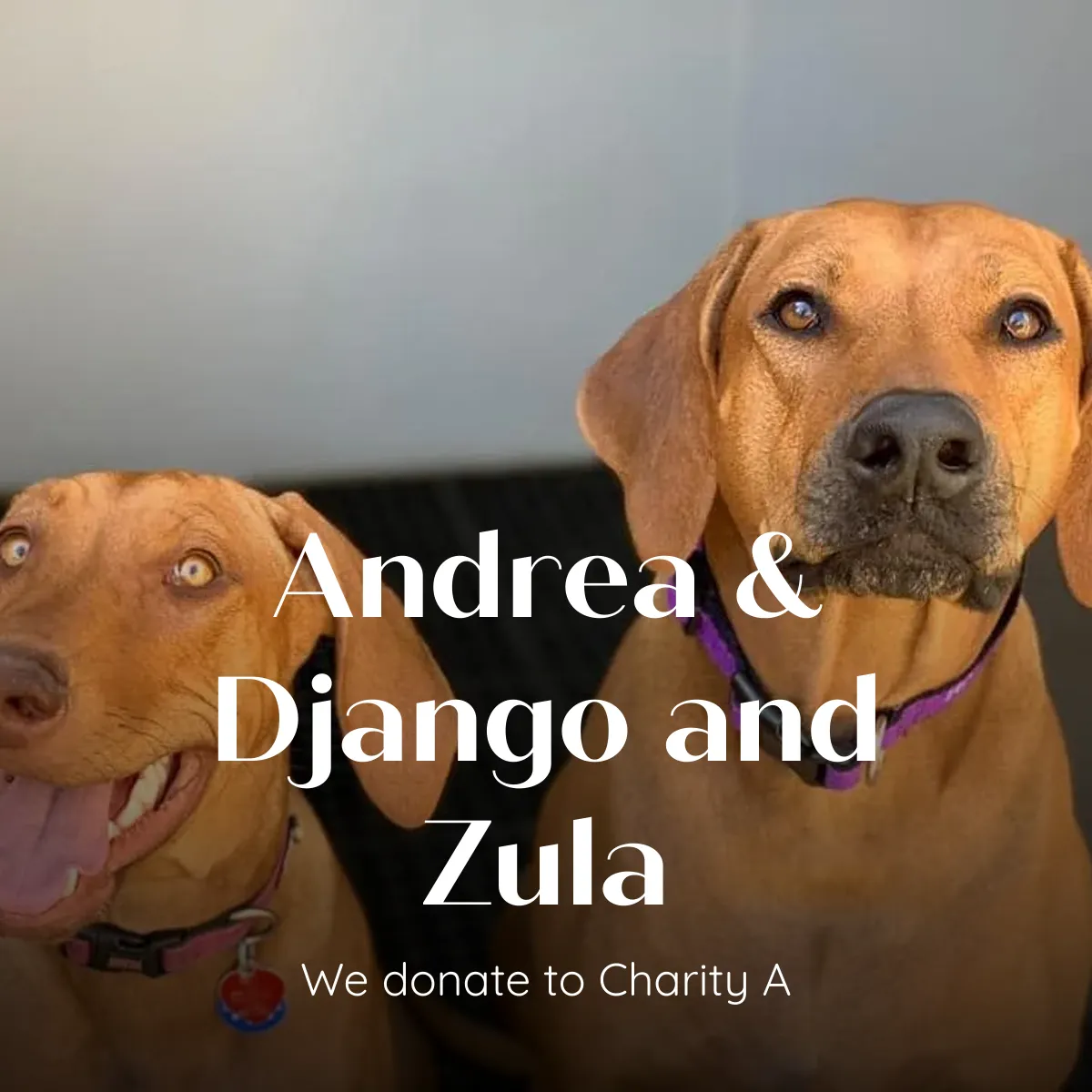 Andrea & Django and Zula